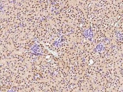 NAC1 Antibody, Novus Biologicals:Antibodies:Primary Antibodies