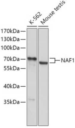 NAF1 Antibody - Azide and BSA Free, Novus Biologicals:Antibodies:Primary