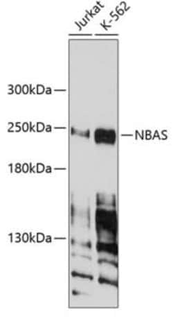 NAG Antibody - BSA Free, Novus Biologicals 0.1 mL, Unconjugated:Antibodies,
