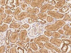 NAGPA Antibody, Novus Biologicals 50 &mu;g | Buy Online | Novus Biologicals | Fisher Scientific