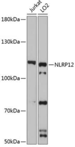 NALP12 Antibody - Azide and BSA Free, Novus Biologicals:Antibodies:Primary