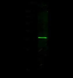 NANOS1 Antibody, Novus Biologicals:Antibodies:Primary Antibodies