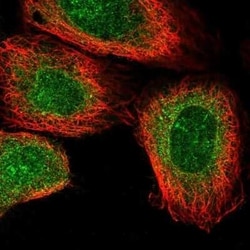 NANP Antibody, Novus Biologicals:Antibodies:Primary Antibodies