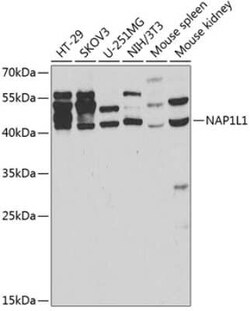 NAP1L1 Antibody - Azide and BSA Free, Novus Biologicals 0.02 mL; Unconjugated:Antibodies,