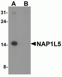 NAP1L5 Antibody - BSA Free, Novus Biologicals 0.1 mg | Buy Online | Novus Biologicals | Fisher Scientific
