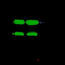 NAPA Antibody, Novus Biologicals 50 &mu;g; Unconjugated:Antibodies, Polyclonal