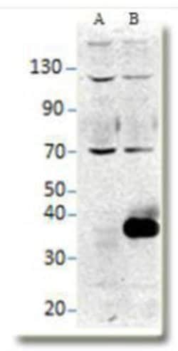 NAPA Antibody, Novus Biologicals 0.05 mg; Unconjugated:Antibodies, Polyclonal