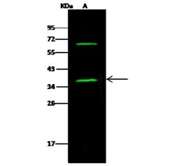 NAPA Antibody, Novus Biologicals 50 &mu;g; Unconjugated:Antibodies, Polyclonal