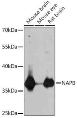 NAPB Antibody - Azide and BSA Free, Novus Biologicals 0.02 mL; Unconjugated:Antibodies,