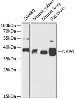 NAPG Antibody - BSA Free, Novus Biologicals:Antibodies:Primary Antibodies