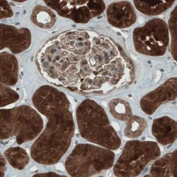 NAPRT1 Antibody (CL0366), Novus Biologicals 25 &mu;L, Unconjugated:Antibodies,