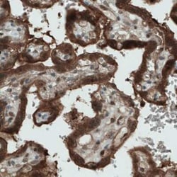 NAPRT1 Antibody (CL0366), Novus Biologicals 25 &mu;L, Unconjugated:Antibodies,