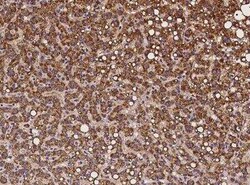 NARS2 Antibody, Novus Biologicals:Antibodies:Primary Antibodies