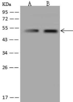 NARS2 Antibody, Novus Biologicals:Antibodies:Primary Antibodies