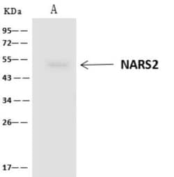 NARS2 Antibody, Novus Biologicals:Antibodies:Primary Antibodies