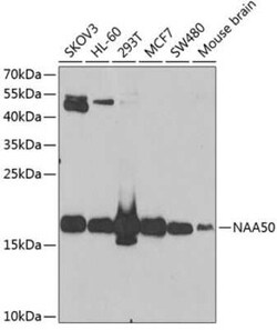 NAT13 Antibody - BSA Free, Novus Biologicals:Antibodies:Primary Antibodies