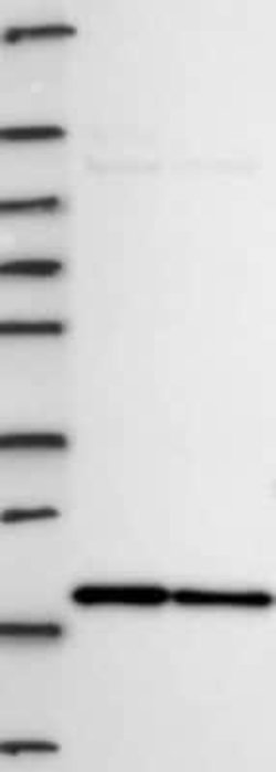 NAT13 Rabbit anti-Human, Polyclonal, Novus Biologicals 100 &mu;g; Unconjugated:Antibodies,