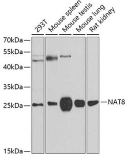 NAT8 Antibody - BSA Free, Novus Biologicals:Antibodies:Primary Antibodies