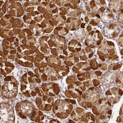 NBPF11 Antibody, Novus Biologicals:Antibodies:Primary Antibodies