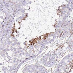 NBPF3 Antibody, Novus Biologicals:Antibodies:Primary Antibodies