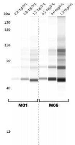 NBR1 Antibody (6B11), Novus Biologicals 0.1 mg | Buy Online | Novus Biologicals | Fisher Scientific