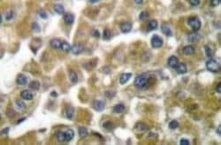 NCAM-1/CD56 Antibody (ERIC-1) - BSA Free, Novus Biologicals:Antibodies:Primary