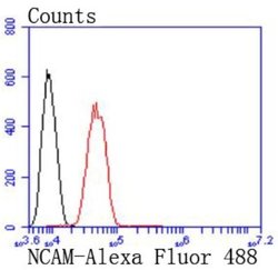 NCAM-1/CD56 Antibody (JF1021), Novus Biologicals 100&mu;L:Antibodies, Monoclonal