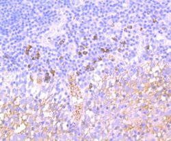 NCAM-1/CD56 Antibody (JF1021), Novus Biologicals 100&mu;L:Antibodies, Monoclonal