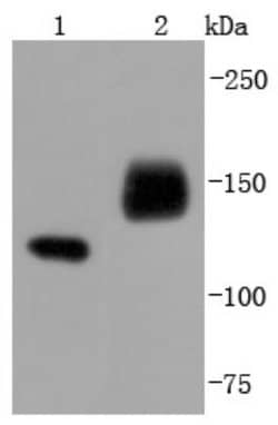 NCAM-1/CD56 Antibody (JF1021), Novus Biologicals 100&mu;L:Antibodies, Monoclonal