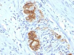 NCAM-1/CD56 Antibody (123C3.D5), Novus Biologicals 0.1mg; Unlabeled:Antibodies,