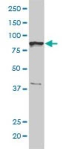 NCAPH Antibody (1C9), Novus Biologicals 0.1 mg | Buy Online | Novus Biologicals | Fisher Scientific