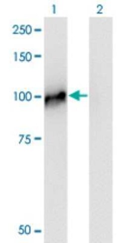 NCAPH Antibody (1C9), Novus Biologicals 0.1 mg | Buy Online | Novus Biologicals | Fisher Scientific