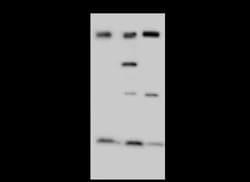 NCAPH Antibody, Novus Biologicals 100 &mu;g, Unconjugated:Antibodies, Polyclonal