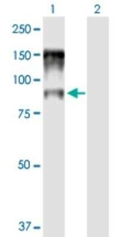 NCBP1 Antibody, Novus Biologicals 50 &mu;g | Buy Online | Novus Biologicals | Fisher Scientific