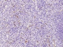 NCF1 Antibody, Novus Biologicals 100 &mu;g, Unconjugated:Antibodies, Polyclonal