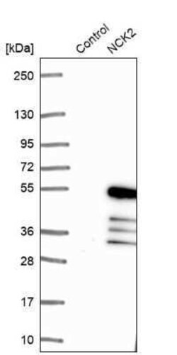 NCK2 Antibody, Novus Biologicals 0.1 mL | Buy Online | Novus Biologicals | Fisher Scientific