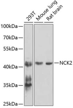 NCK2 Antibody - BSA Free, Novus Biologicals 0.02 mL, Unconjugated:Antibodies,