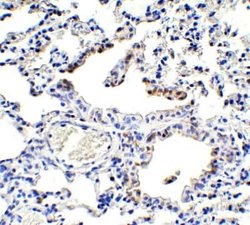 NCOA4 Antibody - BSA Free, Novus Biologicals 0.1 mg | Buy Online | Novus Biologicals | Fisher Scientific