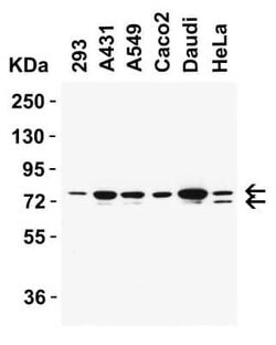 NCOA4 Antibody - BSA Free, Novus Biologicals 0.1 mg | Buy Online | Novus Biologicals | Fisher Scientific