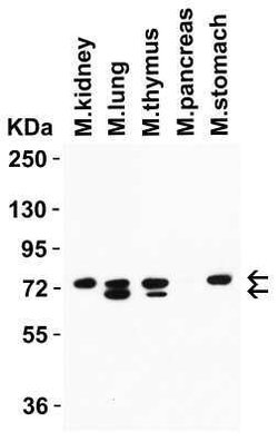 NCOA4 Antibody - BSA Free, Novus Biologicals 0.1 mg | Buy Online | Novus Biologicals | Fisher Scientific
