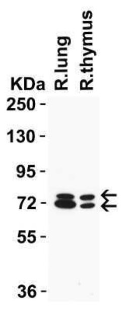 NCOA4 Antibody - BSA Free, Novus Biologicals 0.1 mg | Buy Online | Novus Biologicals | Fisher Scientific