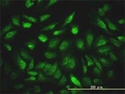 NCOA4 Antibody (2H8), Novus Biologicals 0.1 mg | Buy Online | Novus Biologicals | Fisher Scientific
