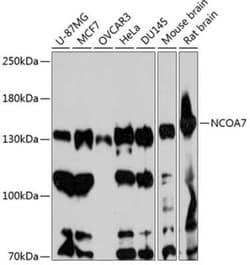 NCOA7 Antibody - Azide and BSA Free, Novus Biologicals:Antibodies:Primary