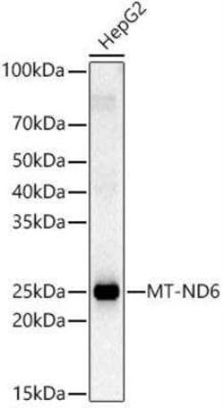 ND6 Antibody - Azide and BSA Free, Novus Biologicals:Antibodies:Primary