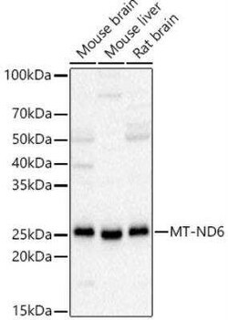 ND6 Antibody - Azide and BSA Free, Novus Biologicals:Antibodies:Primary