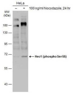 NDC80, p Ser55 Antibody, Novus Biologicals 100 &mu;g | Buy Online | Novus Biologicals | Fisher Scientific