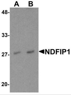 NDFIP1 Antibody - BSA Free, Novus Biologicals 0.1 mg | Buy Online | Novus Biologicals | Fisher Scientific