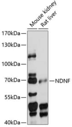 NDNF Antibody - Azide and BSA Free, Novus Biologicals:Antibodies:Primary