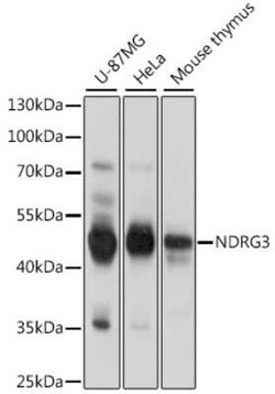 NDRG3 Antibody - Azide and BSA Free, Novus Biologicals:Antibodies:Primary