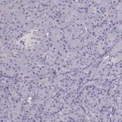 NDRG4 Antibody, Novus Biologicals:Antibodies:Primary Antibodies